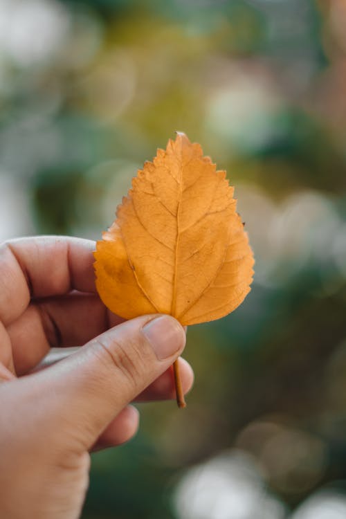 Hand Holding Yellow Leaf