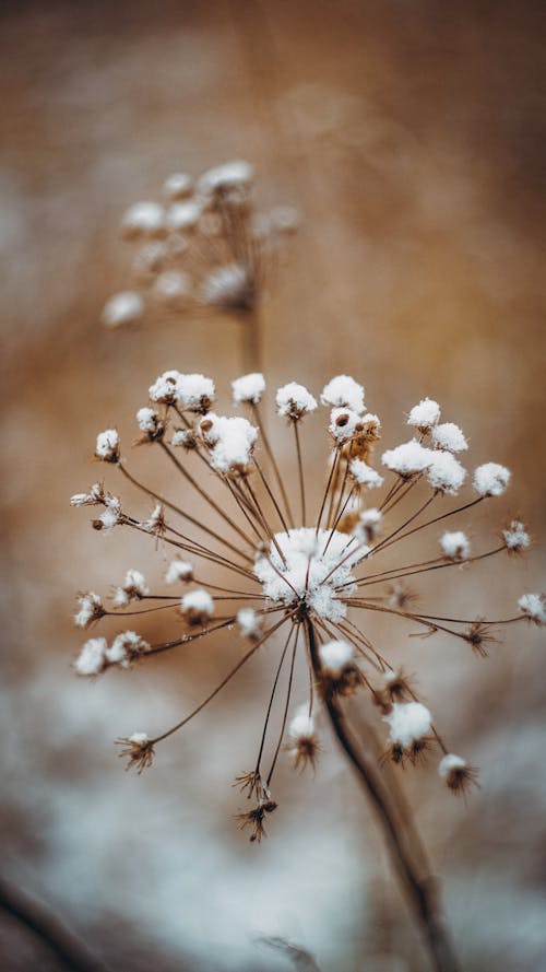 Snow on Thin Plant in Winter