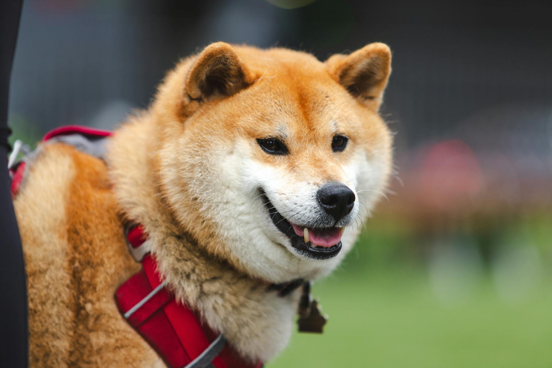 Photo of a Shiba Dog Standing Outside 