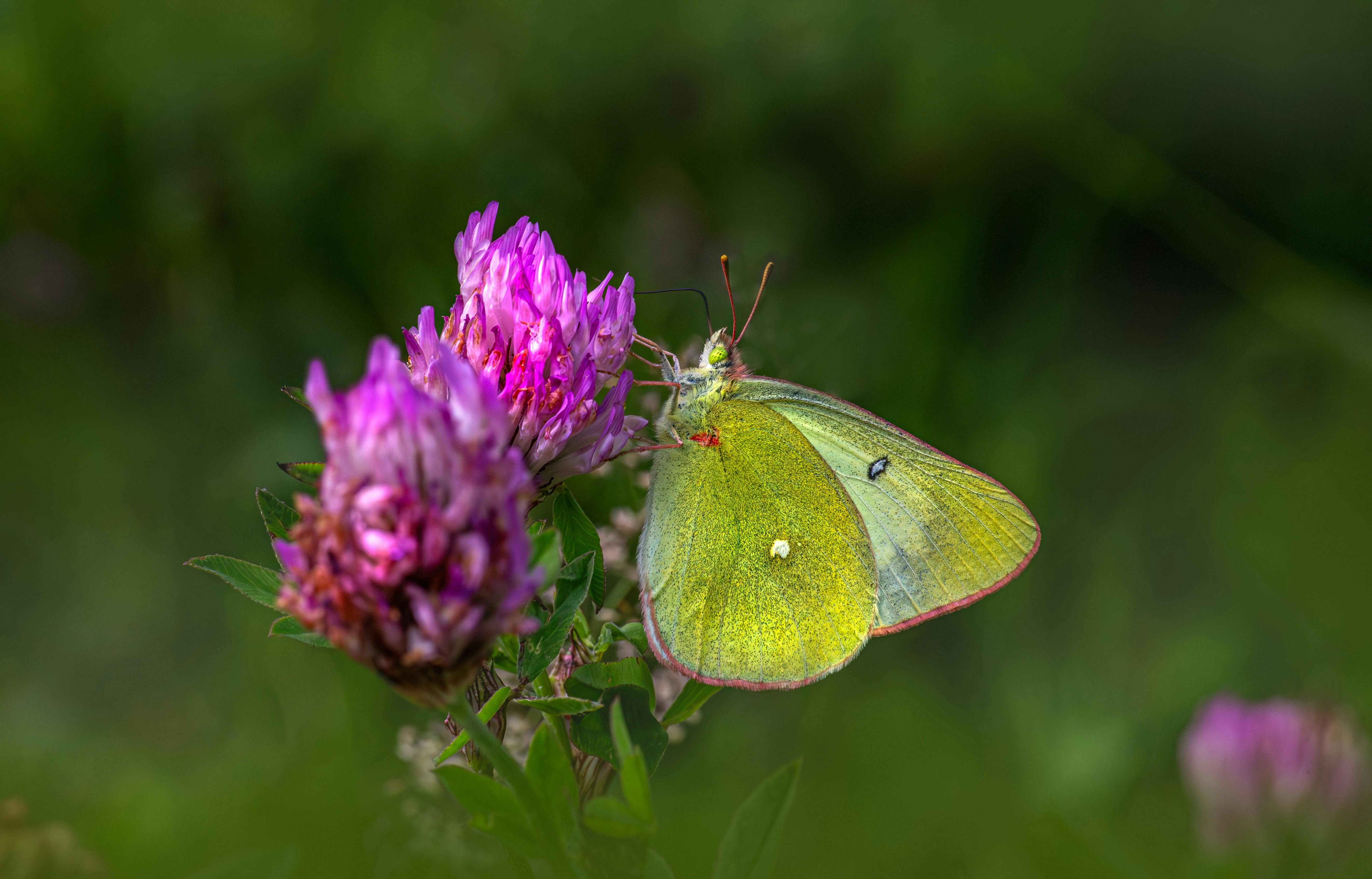 a yellow butterfly sitting on a purple flower