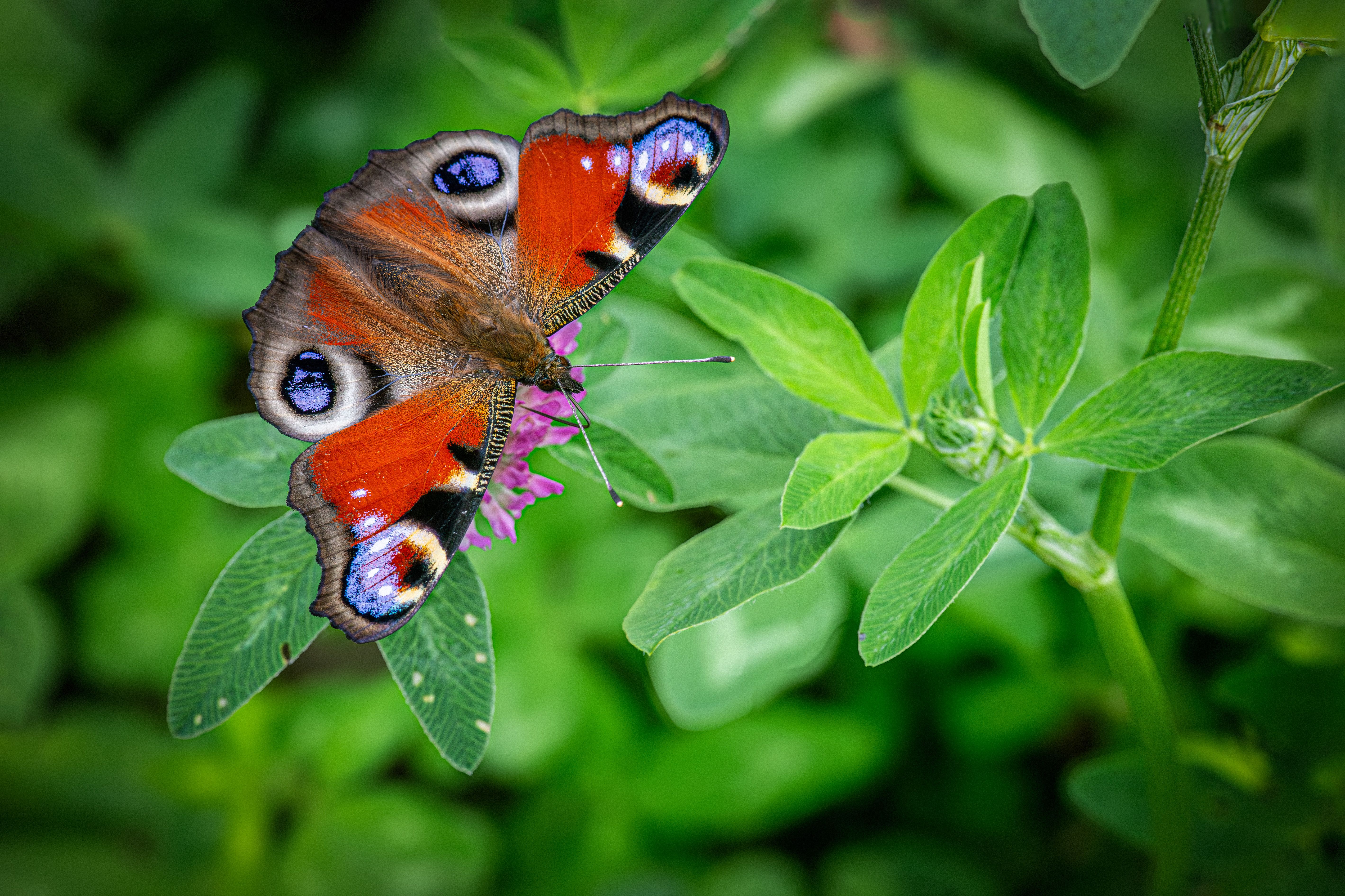 A butterfly with blue eyes is sitting on a green leaf · Free Stock Photo