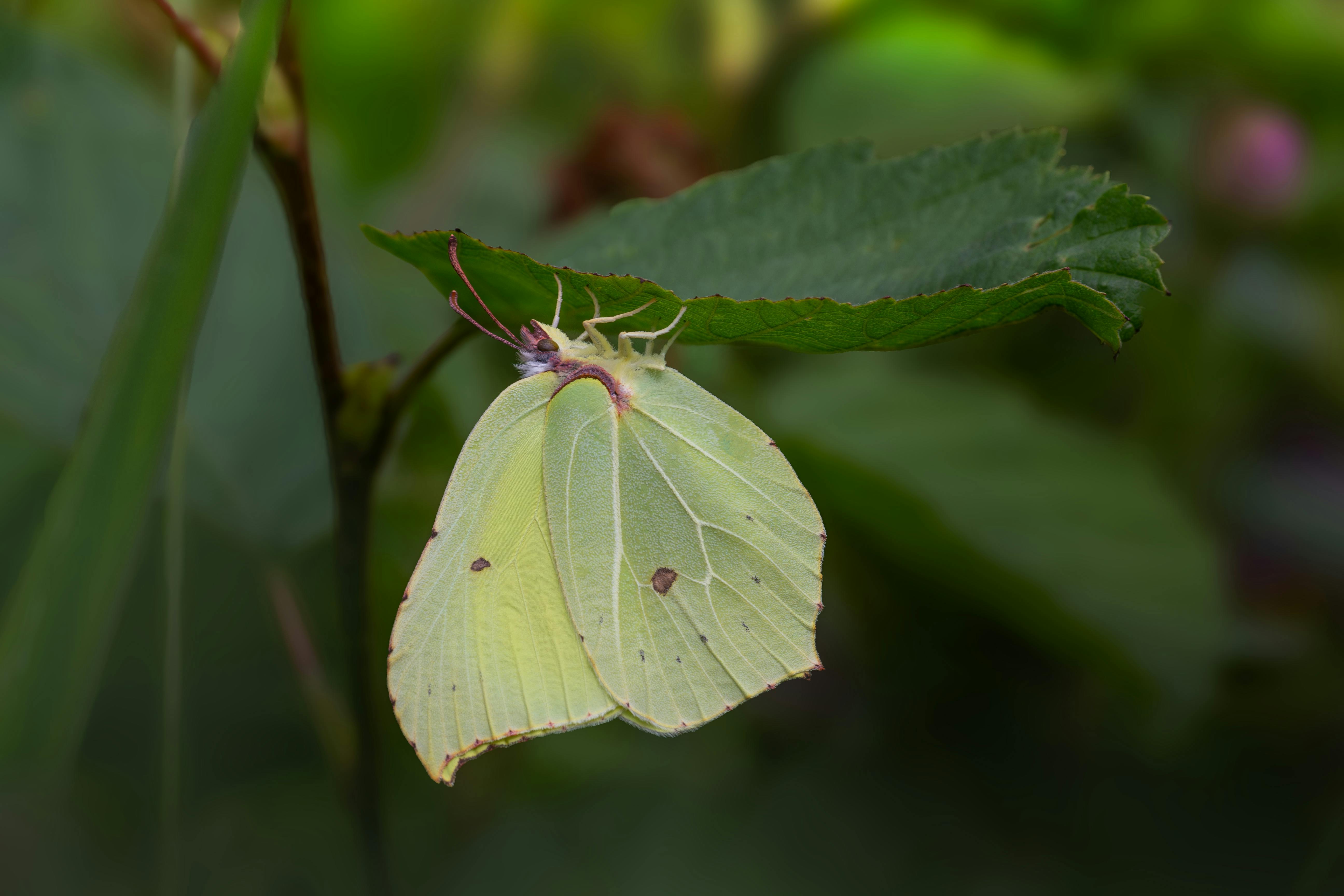 a yellow butterfly sitting on a green leaf