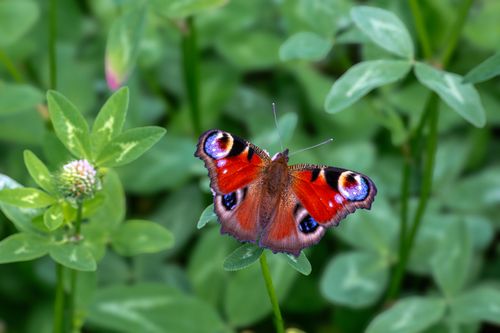 Free Close-up of a peacock butterfly resting gracefully on green leaves in a summer garden. Stock Photo