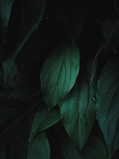 Close-up of Dark Green Leaves 