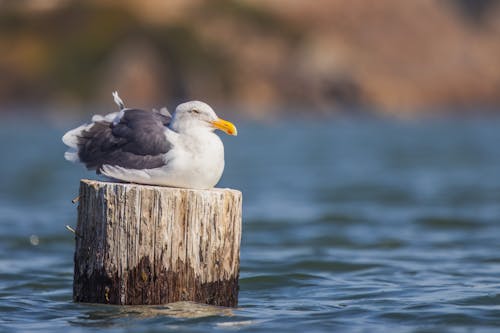 Gratis arkivbilde med bakgrunnsbilde, dyrefotografering, dyreverdenfotografier