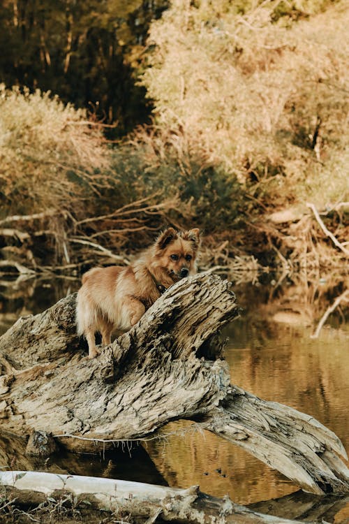 ağaç, ağaç gövdesi, dikey atış içeren Ücretsiz stok fotoğraf