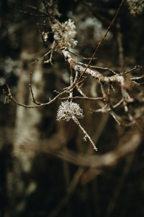 Close-up of Moss on the Tree Branches