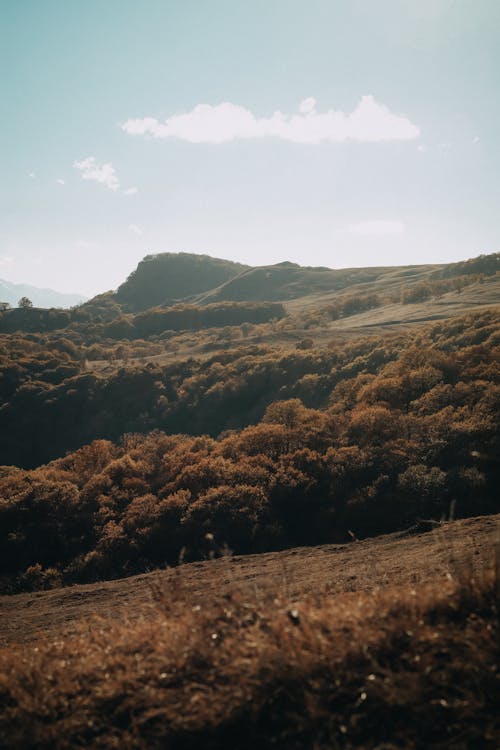 ağaçlar, arazi, dikey atış içeren Ücretsiz stok fotoğraf