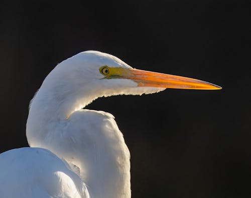 Close-up of a Snowy Egret 