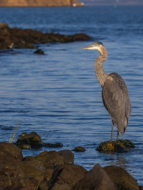 A Great Blue Heron Standing in the Water on the Shore 