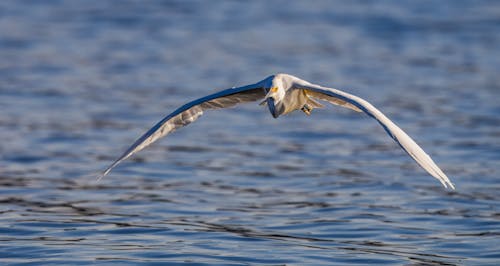 Close up of Flying Heron