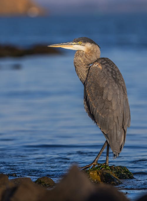 A Great Blue Heron Standing in the Water on the Shore 