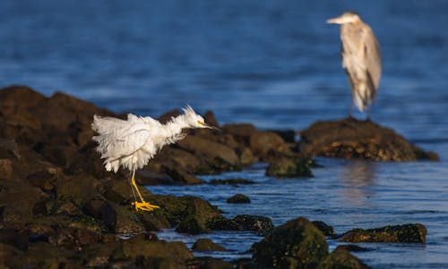 Gratis stockfoto met dierenfotografie, h2o, kust