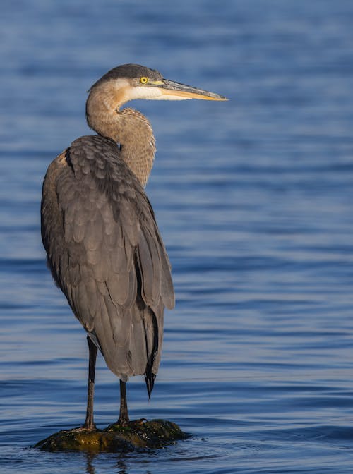 A Great Blue Heron Standing in the Water on the Shore 