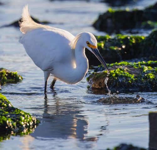 Free Close-up of a snowy egret foraging in coastal waters, showcasing wildlife beauty. Stock Photo