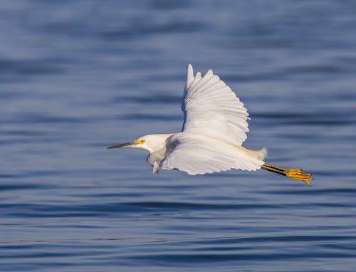 Close-up of a Flying Snowy Egret 