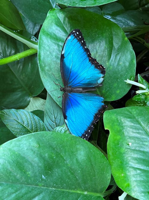Foto profissional grátis de borboleta, delicado, fechar-se