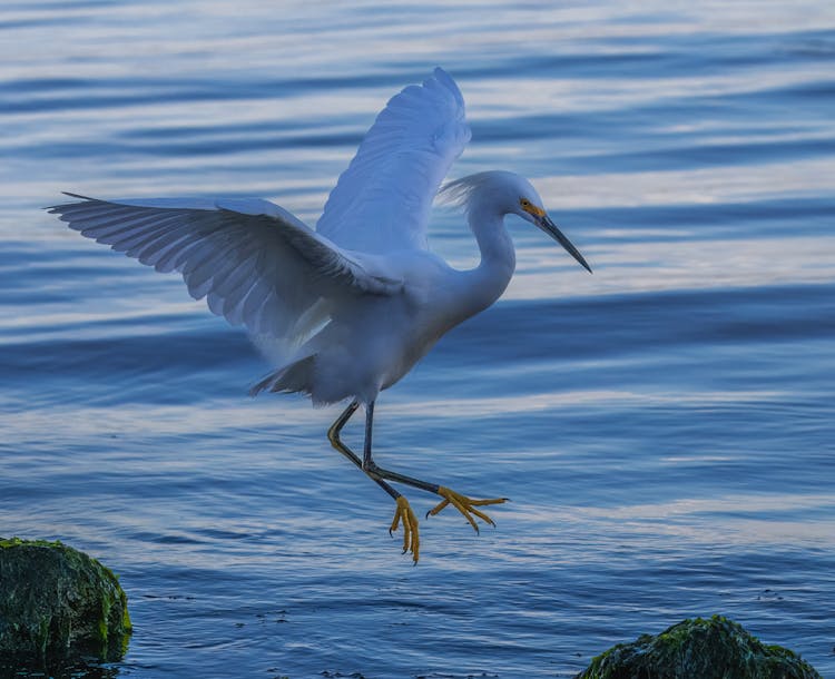 Close Up Of Hunting Egret