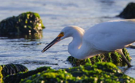 A striking image of an egret hunting in coastal waters, showcasing vibrant nature and wildlife action.