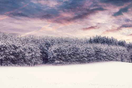 Snow Capped Trees Under Gray Sky