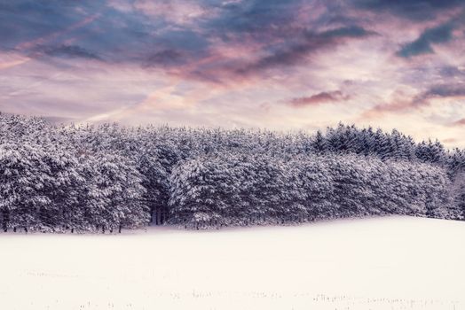 A breathtaking winter landscape of snow-covered trees beneath a dramatic sunset sky, perfect for seasonal backgrounds.