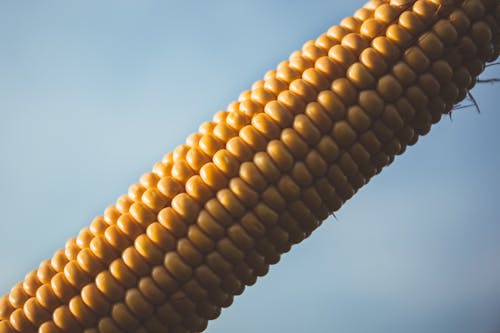 Free Corn With Blue Sky during Daytime Stock Photo