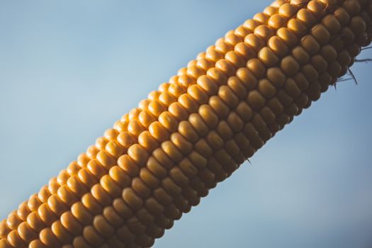 Corn With Blue Sky during Daytime
