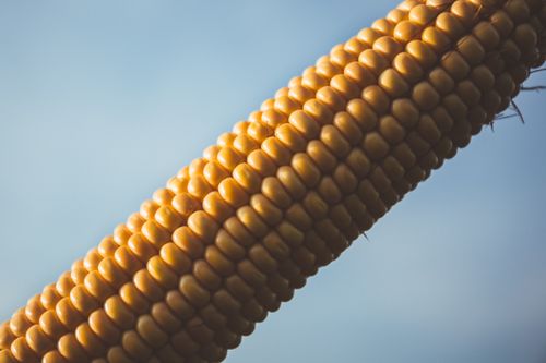 Free Close-up of a vibrant yellow corn cob against a clear blue sky, highlighting agriculture themes. Stock Photo