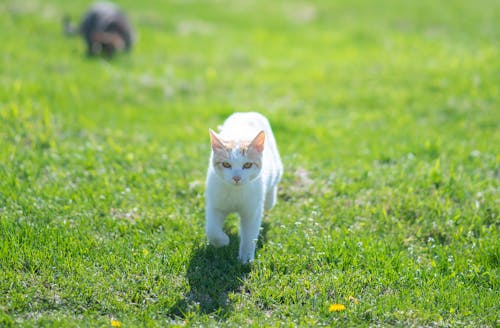 Бесплатное стоковое фото с белый, земля, кошка