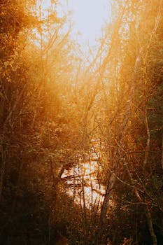 Golden sunlight filtering through trees over a serene creek in Vitebsk forest, Belarus.