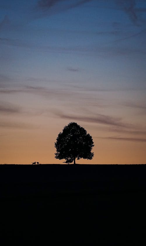 Silhouette of a Tree against the Sky at Dusk