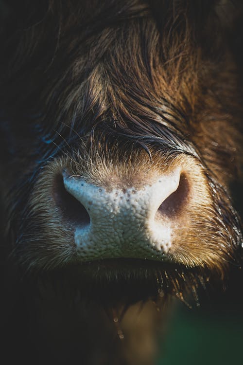 Close up of Cow Nose