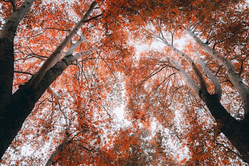 Make the Most of November’s Final Fall Foliage Before It’s Gone