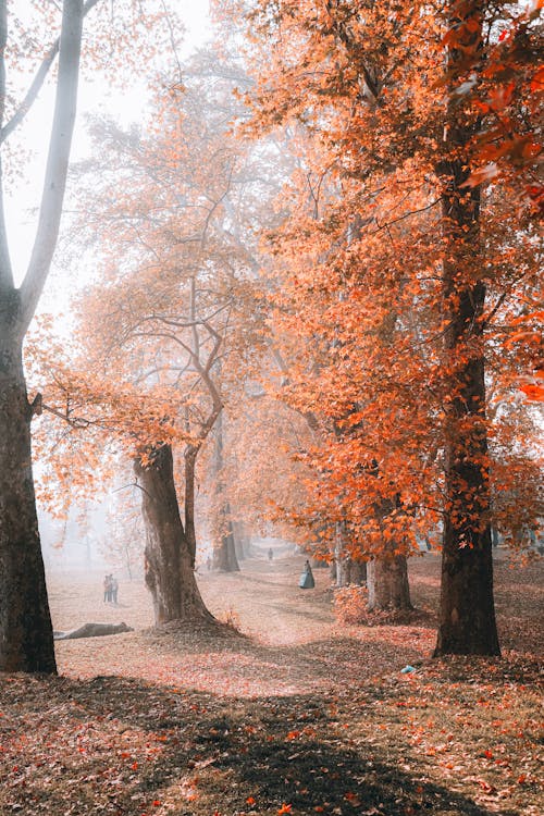 Free Colorful Trees in Park in Autumn Stock Photo