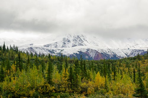 Бесплатное стоковое фото с горы, зима, лес