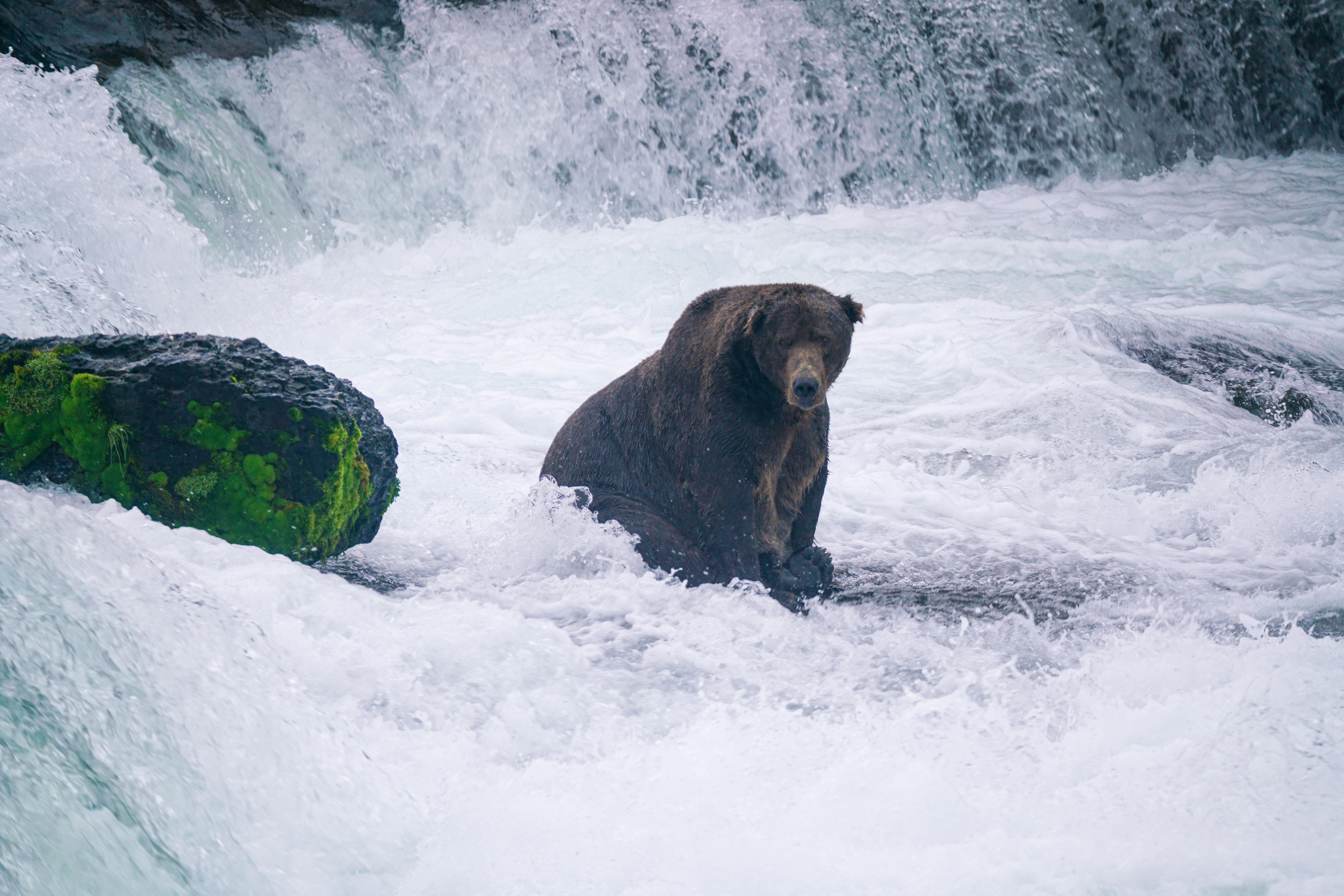 Bear Greg - Hegira