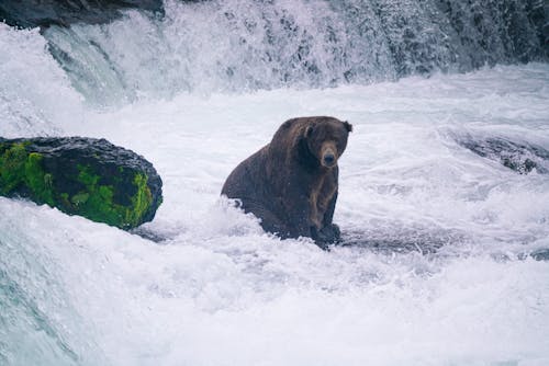 Foto profissional grátis de água corrente, cachoeira, fotografia animal