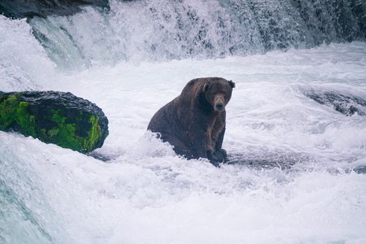Katmai Brooks Falls bear viewing — Alaska