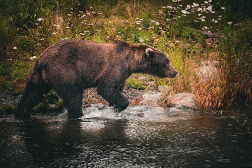 Gratis lagerfoto af bjørn, dyrefotografering, flod