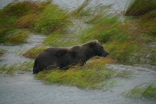 Bear among Grass in River