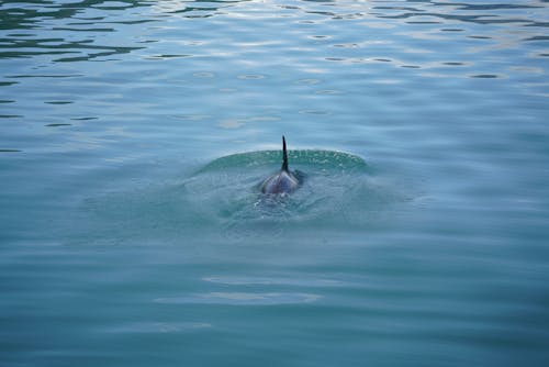 orca, 海, 海洋生物 的 免费素材图片