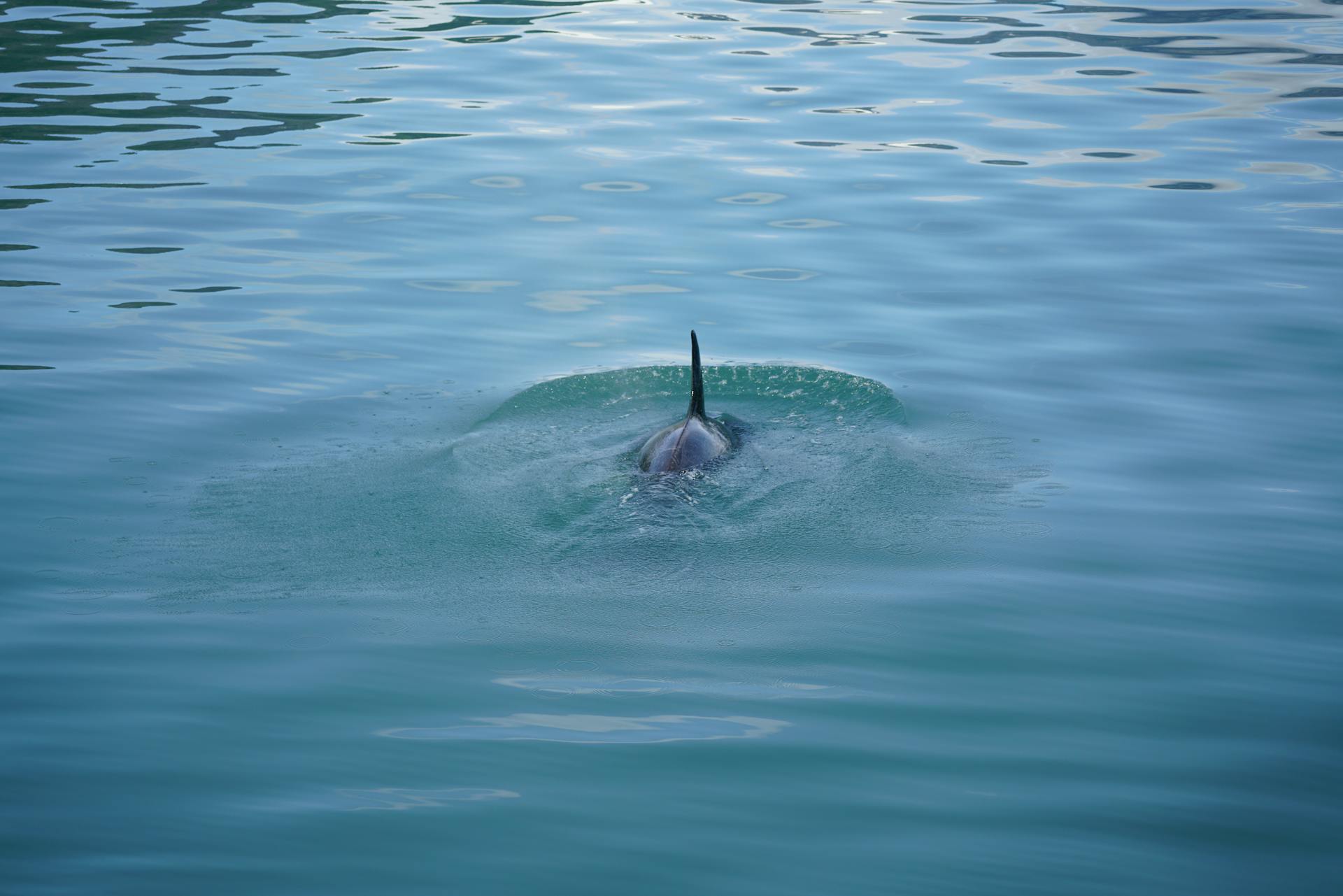 Orca in Sea