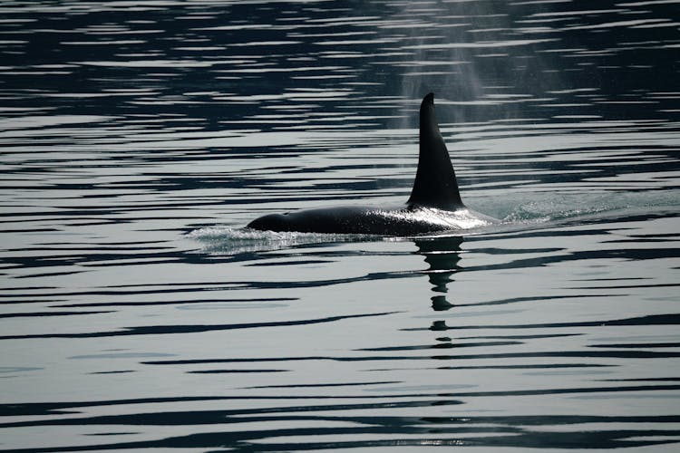 Orca In Sea