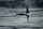 killer whale