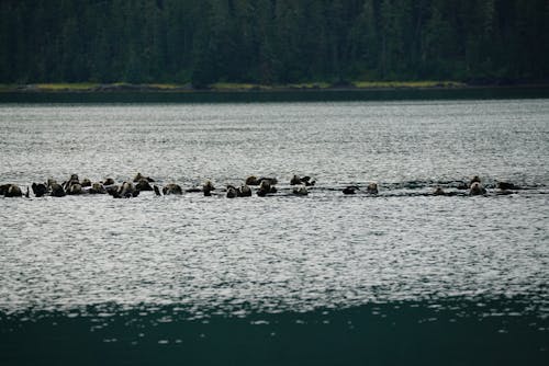 動物, 水, 海 的 免费素材图片