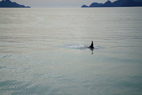 Fin of Orca in Sea