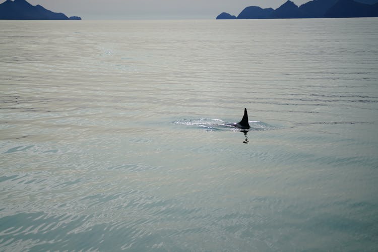 Fin Of Orca In Sea