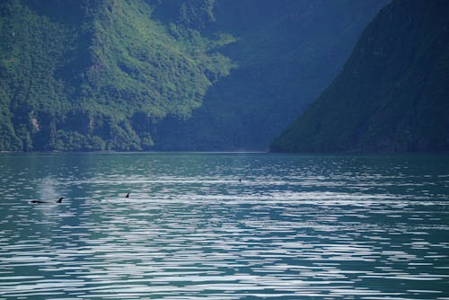 Orcas on Sea Shore with Forest on Hill