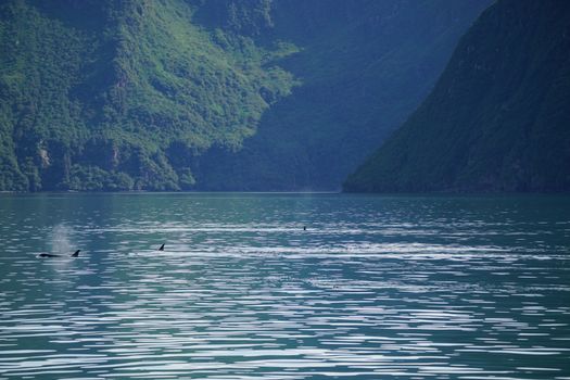 whale photo
