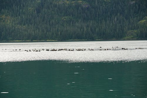 Free stock photo of alaska, marine wildlife, ocean